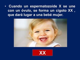 • Cuando un espermatozoide X se une
con un óvulo, se forma un cigoto XX ,
que dará lugar a una bebé mujer.
XX
 