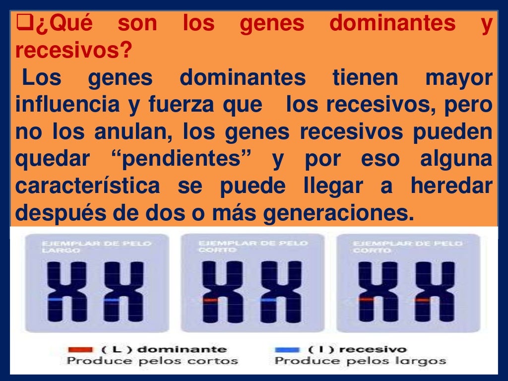 Genes dominantes y reccesivos Genes dominantes y reccesivos