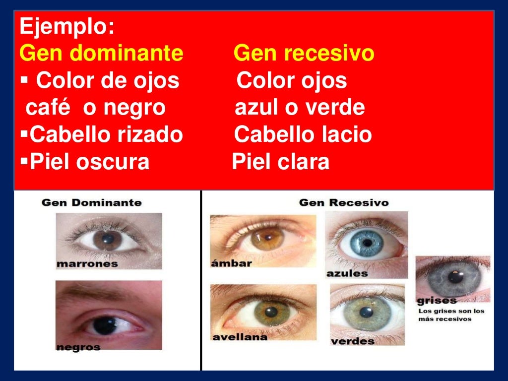 Genes dominantes y reccesivos