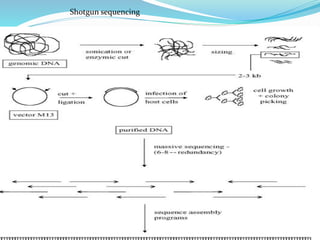 Shotgun sequencing
 
