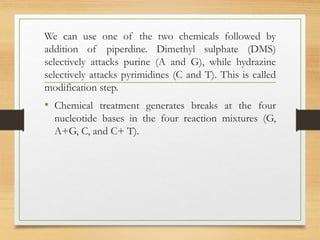 We can use one of the two chemicals followed by
addition of piperdine. Dimethyl sulphate (DMS)
selectively attacks purine (A and G), while hydrazine
selectively attacks pyrimidines (C and T). This is called
modification step.
• Chemical treatment generates breaks at the four
nucleotide bases in the four reaction mixtures (G,
A+G, C, and C+ T).
 