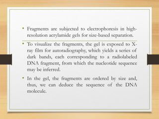 • Fragments are subjected to electrophoresis in high-
resolution acrylamide gels for size-based separation.
• To visualize the fragments, the gel is exposed to X-
ray film for autoradiography, which yields a series of
dark bands, each corresponding to a radiolabeled
DNA fragment, from which the nucleotide sequence
may be inferred.
• In the gel, the fragments are ordered by size and,
thus, we can deduce the sequence of the DNA
molecule.
 