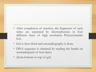 • After completion of reaction, the fragments of each
tubes are separated by electrophoresis in four
different lanes of high resolution Polyacrylamide
Gel.
• Gel is then dried and autoradiography is done.
• DNA sequence is obtained by reading the bands on
autoradiogram of four lanes.
• (from bottom to top of gel)
 