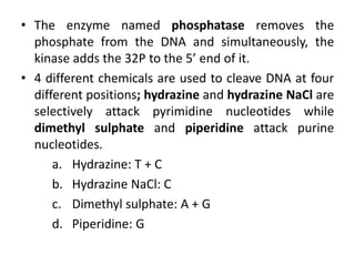• The enzyme named phosphatase removes the
phosphate from the DNA and simultaneously, the
kinase adds the 32P to the 5’ end of it.
• 4 different chemicals are used to cleave DNA at four
different positions; hydrazine and hydrazine NaCl are
selectively attack pyrimidine nucleotides while
dimethyl sulphate and piperidine attack purine
nucleotides.
a. Hydrazine: T + C
b. Hydrazine NaCl: C
c. Dimethyl sulphate: A + G
d. Piperidine: G
 