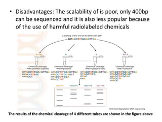 The results of the chemical cleavage of 4 different tubes are shown in the figure above
• Disadvantages: The scalability of is poor, only 400bp
can be sequenced and it is also less popular because
of the use of harmful radiolabeled chemicals
 