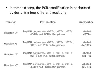 • In the next step, the PCR amplification is performed
by designing four different reactions
Reaction PCR reaction modification
Reaction “A”
Taq DNA polymerase, dATPs, dGTPs, dCTPs,
dGTPs and PCR buffer, primers
Labelled
ddATPs
Reaction “G”
Taq DNA polymerase, dATPs, dGTPs, dCTPs,
dGTPs and PCR buffer, primers
Labelled
ddGTPs
Reaction “T”
Taq DNA polymerase, dATPs, dGTPs, dCTPs,
dGTPs and PCR buffer, primers
Labelled
ddTTPs
Reaction “C”
Taq DNA polymerase, dATPs, dGTPs, dCTPs,
dGTPs and PCR buffer, primers
Labelled
ddCTPs
 
