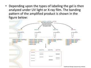 • Depending upon the types of labeling the gel is then
analyzed under UV light or X-ray film. The banding
pattern of the amplified product is shown in the
figure below:
 