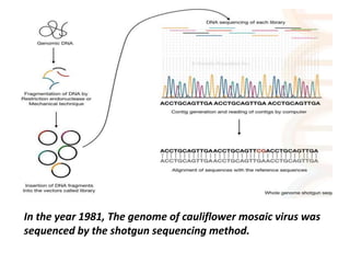 In the year 1981, The genome of cauliflower mosaic virus was
sequenced by the shotgun sequencing method.
 