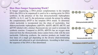 How Does Sanger Sequencing Work?
In Sanger sequencing, a DNA primer complementary to the template
DNA (the DNA to be sequenced) is used to be a starting point for DNA
synthesis. In the presence of the four deoxynucleotide triphosphates
(dNTPs: A, G, C, and T), the polymerase extends the primer by adding
the complementary dNTP to the template DNA strand. To determine
which nucleotide is incorporated into the chain of nucleotides, four
dideoxynucleotide triphosphates (ddNTPs: ddATP, ddGTP, ddCTP, and
ddTTP) labeled with a distinct fluorescent dye are used to terminate the
synthesis reaction. Compared to dNTPs, ddNTPs has an oxygen atom
removed from the ribonucleotide, hence cannot form a link with the next
nucleotide. Following synthesis, the reaction products are loaded into
four lanes of a single gel depending on the diverse chain-terminating
nucleotide and subjected to gel electrophoresis. According to their sizes,
the sequence of the DNA is thus determined. The structure of ddNTP and dNTP.
 