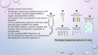 Sanger Sequencing Steps
The Sanger sequencing method consists of 6
(1) The double-stranded DNA (dsDNA) is
single-stranded DNA (ssDNA).
(2) A primer that corresponds to one end of
attached.
(3) Four polymerase solutions with four types
only one type of ddNTP are added.
(4) The DNA synthesis reaction initiates and
extends until a termination nucleotide is
incorporated.
(5) The resulting DNA fragments are
(6) The denatured fragments are separated by
electrophoresis and the sequence is
The Sanger sequencing method in 6 steps
 