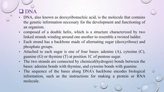  DNA
• DNA, also known as deoxyribonucleic acid, is the molecule that contains
the genetic information necessary for the development and functioning of
an organism.
• composed of a double helix, which is a structure characterized by two
linked strands winding around one another to resemble a twisted ladder.
• Each strand has a backbone made of alternating sugar (deoxyribose) and
phosphate groups.
• Attached to each sugar is one of four bases: adenine (A), cytosine (C),
guanine (G) or thymine (T) at position 1C of pentose sugar.
• The two strands are connected by chemical(hydrogen) bonds between the
bases: adenine bonds with thymine, and cytosine bonds with guanine.
• The sequence of the bases along DNA’s backbone encodes biological
information, such as the instructions for making a protein or RNA
molecule.
 