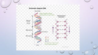 Right handed coiling,
Antiparallel to each other
One base pair is above other
with 36 degree difference
 