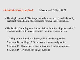 Chemical cleavage method:
The single stranded DNA fragment to be sequenced is end-labeled by
treatment with alkaline phosphatase to remove the 5’phosphate.
The labeled DNA fragment is then divided into four aliquots, each of
which is treated with a reagent which modifies a specific base
1. Aliquot A + dimethyl sulphate, which breaks at guanine
2. Aliquot B + Acid (pH 2.0) , breaks at adenine and guanine
3. Aliquot C + Hydrazine, breaks at thymine + cytosine residues
4. Aliquot D + Hydrazine in salt, at cytosine
Maxam and Gilbert 1977
 
