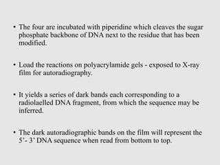 • The four are incubated with piperidine which cleaves the sugar
phosphate backbone of DNA next to the residue that has been
modified.
• Load the reactions on polyacrylamide gels - exposed to X-ray
film for autoradiography.
• It yields a series of dark bands each corresponding to a
radiolaelled DNA fragment, from which the sequence may be
inferred.
• The dark autoradiographic bands on the film will represent the
5’- 3’ DNA sequence when read from bottom to top.
 