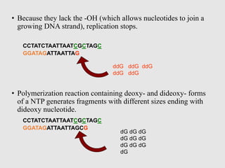 • Because they lack the -OH (which allows nucleotides to join a
growing DNA strand), replication stops.
• Polymerization reaction containing deoxy- and dideoxy- forms
of a NTP generates fragments with different sizes ending with
dideoxy nucleotide.
CCTATCTAATTAATCGCTAGC
GGATAGATTAATTAG
ddG ddG ddG
ddG ddG
CCTATCTAATTAATCGCTAGC
GGATAGATTAATTAGCG
dG dG dG
dG dG dG
dG dG dG
dG
 