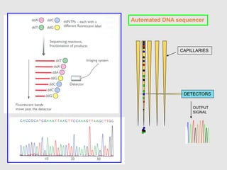 DETECTORS
CAPILLARIES
OUTPUT
SIGNAL
Automated DNA sequencer
 