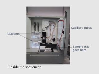 Inside the sequencer
Capillary tubes
Sample tray
goes here
Reagents
 