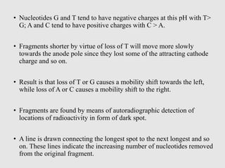 • Nucleotides G and T tend to have negative charges at this pH with T>
G; A and C tend to have positive charges with C > A.
• Fragments shorter by virtue of loss of T will move more slowly
towards the anode pole since they lost some of the attracting cathode
charge and so on.
• Result is that loss of T or G causes a mobility shift towards the left,
while loss of A or C causes a mobility shift to the right.
• Fragments are found by means of autoradiographic detection of
locations of radioactivity in form of dark spot.
• A line is drawn connecting the longest spot to the next longest and so
on. These lines indicate the increasing number of nucleotides removed
from the original fragment.
 