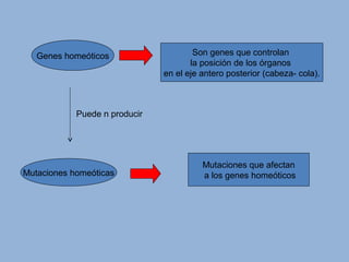 Genes homeóticos Son genes que controlan
la posición de los órganos
en el eje antero posterior (cabeza- cola).
Mutaciones homeóticas
Mutaciones que afectan
a los genes homeóticos
Puede n producir
 