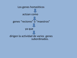 Los genes homeóticos
actúan como
genes “rectores” o “maestros”
ya que
dirigen la actividad de varios genes
subordinados.
 