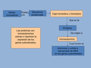 Genes
homeóticos
Secuencia
conservada Caja homeótica u homeobox
Proteína
Homeodominio
reconocer y unirse a
secuencias de DNA
en los genes subordinados
Las proteínas con
homeodominios
activan o reprimen la
expresión de los
genes subordinados. Cuya función es
Poseen
una
Que en la
Da origen a
 