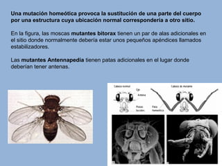 Una mutación homeótica provoca la sustitución de una parte del cuerpo
por una estructura cuya ubicación normal correspondería a otro sitio.
En la figura, las moscas mutantes bitorax tienen un par de alas adicionales en
el sitio donde normalmente debería estar unos pequeños apéndices llamados
estabilizadores.
Las mutantes Antennapedia tienen patas adicionales en el lugar donde
deberían tener antenas.
 