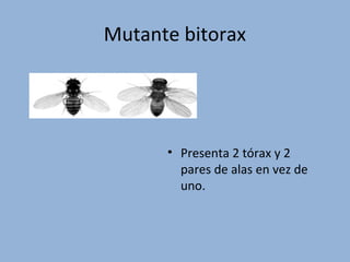 Mutante bitorax
• Presenta 2 tórax y 2
pares de alas en vez de
uno.
 