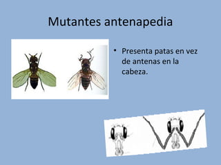 Mutantes antenapedia
• Presenta patas en vez
de antenas en la
cabeza.
 