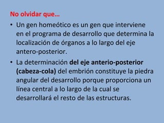 No olvidar que…
• Un gen homeótico es un gen que interviene
en el programa de desarrollo que determina la
localización de órganos a lo largo del eje
antero-posterior.
• La determinación del eje anterio-posterior
(cabeza-cola) del embrión constituye la piedra
angular del desarrollo porque proporciona un
línea central a lo largo de la cual se
desarrollará el resto de las estructuras.
 