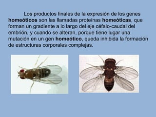 Los productos finales de la expresión de los genes
homeóticos son las llamadas proteínas homeóticas, que
forman un gradiente a lo largo del eje céfalo-caudal del
embrión, y cuando se alteran, porque tiene lugar una
mutación en un gen homeótico, queda inhibida la formación
de estructuras corporales complejas.
 