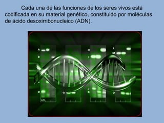 Cada una de las funciones de los seres vivos está
codificada en su material genético, constituido por moléculas
de ácido desoxirribonucleico (ADN).
 
