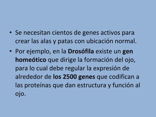 • Se necesitan cientos de genes activos para
crear las alas y patas con ubicación normal.
• Por ejemplo, en la Drosófila existe un gen
homeótico que dirige la formación del ojo,
para lo cual debe regular la expresión de
alrededor de los 2500 genes que codifican a
las proteínas que dan estructura y función al
ojo.
 