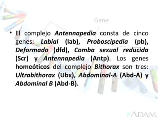 Genes Hox en Drosophila
melanogaster
• El complejo Antennapedia consta de cinco
genes: Labial (lab), Proboscipedia (pb),
Deformado (dfd), Comba sexual reducida
(Scr) y Antennapedia (Antp). Los genes
homeóticos del complejo Bithorax son tres:
Ultrabithorax (Ubx), Abdominal-A (Abd-A) y
Abdominal B (Abd-B).
 