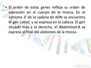 • El orden de estos genes refleja su orden de
expresión en el cuerpo de la mosca. En el
extremo 3’ de la cadena de ADN se encuentra
el gen Labial, y se expresa en la cabeza. El gen
situado más a la derecha, el Abdominal-B se
expresa al final del abdomen de la mosca.
 