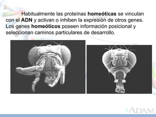 Habitualmente las proteínas homeóticas se vinculan
con el ADN y activan o inhiben la expresión de otros genes.
Los genes homeóticos poseen información posicional y
seleccionan caminos particulares de desarrollo.
 