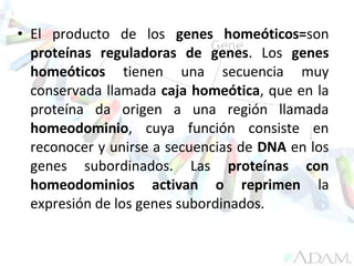 • El producto de los genes homeóticos=son
proteínas reguladoras de genes. Los genes
homeóticos tienen una secuencia muy
conservada llamada caja homeótica, que en la
proteína da origen a una región llamada
homeodominio, cuya función consiste en
reconocer y unirse a secuencias de DNA en los
genes subordinados. Las proteínas con
homeodominios activan o reprimen la
expresión de los genes subordinados.
 