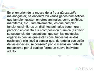 En el embrión de la mosca de la fruta (Drosaphíla
melanogaster) se encontraron varios genes homeóticos,
que también existen en otros animales, como anfibios,
mamíferos, etc. Llamativamente, los que cumplen
funciones similares en distintos animales tienen gran
parecido en cuanto a su composición química (es decir,
su secuencia de nucleótidos, que son las moléculas
orgánicas con las que están constituidos los ácidos
nucléicos); ello llevó a pensar que, durante la evolución
de las especies, se conservó por lo menos en parte el
mecanismo por el cual se forma un nuevo individuo
adulto.
 