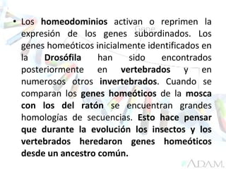 • Los homeodominios activan o reprimen la
expresión de los genes subordinados. Los
genes homeóticos inicialmente identificados en
la Drosófila han sido encontrados
posteriormente en vertebrados y en
numerosos otros invertebrados. Cuando se
comparan los genes homeóticos de la mosca
con los del ratón se encuentran grandes
homologías de secuencias. Esto hace pensar
que durante la evolución los insectos y los
vertebrados heredaron genes homeóticos
desde un ancestro común.
 