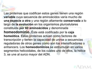 Las proteínas que codifican estos genes tienen una región
variable cuya secuencia de aminoácidos varía mucho de
una especie a otra y una región altamente conservada a lo
largo de la evolución en los organismos pluricelulares
constituida por 60 aminoácidos y denominada
homeodominio. Éste está codificado por la caja
homeótica. Estas proteínas actúan como factores de
transcripción y tienen la capacidad de unirse a secuencias
reguladoras de otros genes como son los intensificadores o
enhancers. Los homeodominios se estructuran en varios
segmentos helicoidales, de los cuales uno de ellos, la hélice
3, se une al surco mayor del ADN.
 