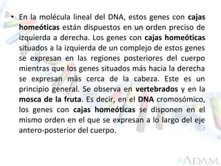 • En la molécula lineal del DNA, estos genes con cajas
homeóticas están dispuestos en un orden preciso de
izquierda a derecha. Los genes con cajas homeóticas
situados a la izquierda de un complejo de estos genes
se expresan en las regiones posteriores del cuerpo
mientras que los genes situados más hacia la derecha
se expresan más cerca de la cabeza. Este es un
principio general. Se observa en vertebrados y en la
mosca de la fruta. Es decir, en el DNA cromosómico,
los genes con cajas homeóticas se disponen en el
mismo orden en el que se expresan a lo largo del eje
antero-posterior del cuerpo.
 