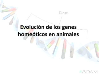 Evolución de los genes
homeóticos en animales
 