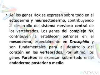 • Así los genes Hox se expresan sobre todo en el
ectodermo y neuroectodermo, contribuyendo
al desarrollo del sistema nervioso central de
los vertebrados. Los genes del complejo NK
contribuyen a establecer patrones en el
mesodermo, especialmente en Drosophila y
son fundamentales para el desarrollo del
corazón en los vertebrados. Por último, los
genes ParaHox se expresan sobre todo en el
endodermo posterior y medio.
 