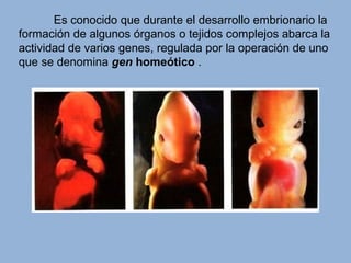 Es conocido que durante el desarrollo embrionario la
formación de algunos órganos o tejidos complejos abarca la
actividad de varios genes, regulada por la operación de uno
que se denomina gen homeótico .
 