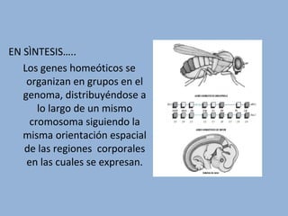 EN SÌNTESIS…..
Los genes homeóticos se
organizan en grupos en el
genoma, distribuyéndose a
lo largo de un mismo
cromosoma siguiendo la
misma orientación espacial
de las regiones corporales
en las cuales se expresan.
 