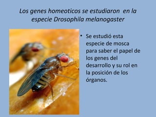 Los genes homeoticos se estudiaron en la
especie Drosophila melanogaster
• Se estudió esta
especie de mosca
para saber el papel de
los genes del
desarrollo y su rol en
la posición de los
órganos.
 
