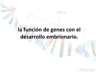 la función de genes con el desarrollo embrionario. 