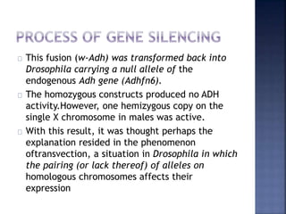 This fusion (w-Adh) was transformed back into
Drosophila carrying a null allele of the
endogenous Adh gene (Adhfn6).
The homozygous constructs produced no ADH
activity.However, one hemizygous copy on the
single X chromosome in males was active.
With this result, it was thought perhaps the
explanation resided in the phenomenon
oftransvection, a situation in Drosophila in which
the pairing (or lack thereof) of alleles on
homologous chromosomes affects their
expression
 