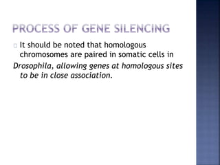 It should be noted that homologous
chromosomes are paired in somatic cells in
Drosophila, allowing genes at homologous sites
to be in close association.
 