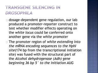 dosage-dependent gene regulation, our lab
produced a promoter-reporter construct to
test whether modifier effects operating on
the white locus could be conferred onto
another gene via the white promoter
The promoter region of white extending into
the mRNA encoding sequences to the HphI
site(174 bp from the transcriptional initiation
site) was fused with the structural part of
the Alcohol dehydrogenase (Adh) gene
beginning 36 bp 5´ to the initiation AUG
 