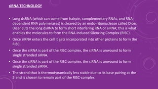 siRNA TECHNOLOGY
• Long dsRNA (which can come from hairpin, complementary RNAs, and RNA-
dependent RNA polymerases) is cleaved by an endo-ribonuclease called Dicer.
Dicer cuts the long dsRNA to form short interfering RNA or siRNA; this is what
enables the molecules to form the RNA-Induced Silencing Complex (RISC).
• Once siRNA enters the cell it gets incorporated into other proteins to form the
RISC.
• Once the siRNA is part of the RISC complex, the siRNA is unwound to form
single stranded siRNA.
• Once the siRNA is part of the RISC complex, the siRNA is unwound to form
single stranded siRNA.
• The strand that is thermodynamically less stable due to its base pairing at the
5´end is chosen to remain part of the RISC-complex
 
